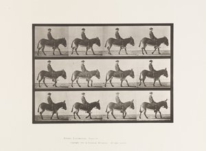 tábla 665. Szamár; Séta; Csupasz hátú; egy Boy Riding, Jennie alkotó: Eadweard Muybridge