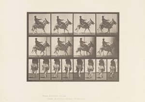tábla 668. Szamár; Ambling; Nyereg; Egy fiú lovaglás, állatkert alkotó: Eadweard Muybridge