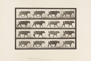 tábla 669. Ökör; Séta alkotó: Eadweard Muybridge