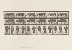 tábla 670. Ökör; Séta alkotó: Eadweard Muybridge