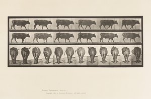 tábla 671. Ökör; Séta alkotó: Eadweard Muybridge