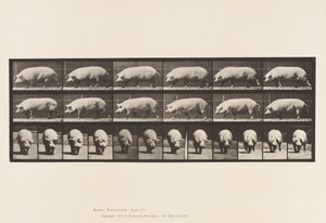 tábla 673. Koca; Séta alkotó: Eadweard Muybridge
