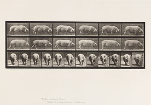 tábla 674. Koca; Séta alkotó: Eadweard Muybridge