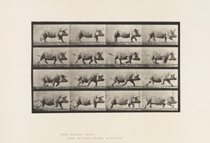 tábla 675. Koca; Ügető alkotó: Eadweard Muybridge