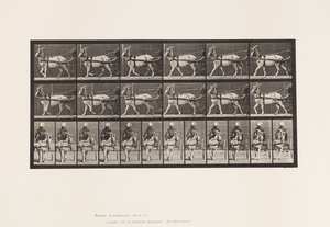 tábla 677. Kecske; Séta Sulkyban alkotó: Eadweard Muybridge