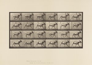 tábla 679. Kecske; Galoppozó alkotó: Eadweard Muybridge