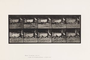tábla 680. Orex; Galoppozó alkotó: Eadweard Muybridge