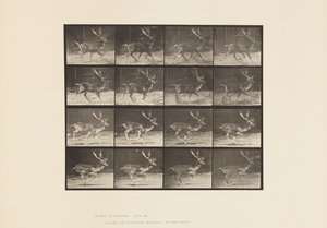 tábla 682. Ugar; Bak; A, Ügető; B, Vágtázó alkotó: Eadweard Muybridge
