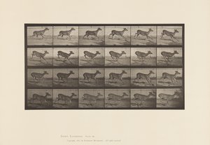 tábla 683. Virginia Deer; (Nincs agancs); Bak; Galoppozó alkotó: Eadweard Muybridge