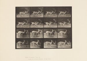 tábla 684. Dámszarvas; A, Buck és Doe; B, Two Does; Ügető alkotó: Eadweard Muybridge