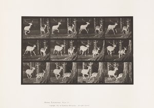 tábla 686. Dámszarvas; Buck és Doe; Galoppozó alkotó: Eadweard Muybridge