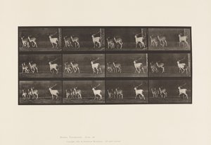 tábla 687. Dámszarvas; Buck and Group of Does; Galoppozó alkotó: Eadweard Muybridge