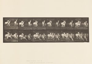 tábla 688. Dámszarvas; Buck and Group of Does; Galoppozó alkotó: Eadweard Muybridge