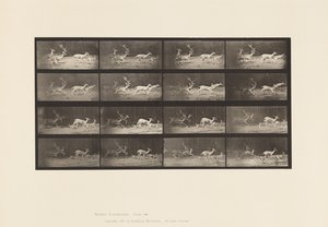 tábla 689. Dámszarvas; A, B, Buck és Does csoport; Galoppozó alkotó: Eadweard Muybridge