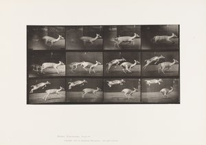 tábla 691. Dámszarvas; Dámvadtehén; Galoppozó; és Kid; Ugrás alkotó: Eadweard Muybridge