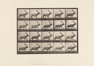 tábla 692. Elk, Ügető alkotó: Eadweard Muybridge