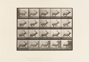693. tábla Elk, Vágta alkotó: Eadweard Muybridge