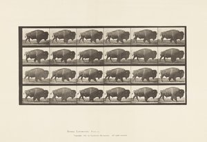 tábla 699. Buffalo; Séta alkotó: Eadweard Muybridge