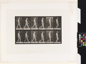6. tányér.Séta alkotó: Eadweard Muybridge