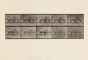 tábla 701. Gnu; Séta alkotó: Eadweard Muybridge