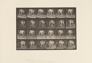 tábla 704. Kutya; Séta; Mészároskutya alkotó: Eadweard Muybridge