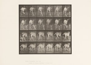 tábla 705. Kutya; Ügető; Mészároskutya alkotó: Eadweard Muybridge