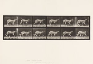 tábla 706. Kutya; Ügető; Mészároskutya alkotó: Eadweard Muybridge