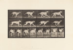tábla 707. Kutya; Galoppozó; Mészároskutya alkotó: Eadweard Muybridge