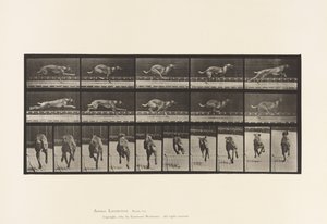 tábla 708. Kutya; Galoppozó; Barna versenykutya alkotó: Eadweard Muybridge