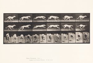 tábla 709. Kutya; Galoppozó; Fehér versenykutya Maggie alkotó: Eadweard Muybridge