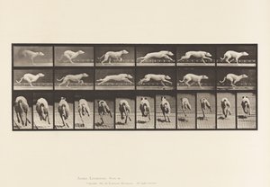 tábla 710. Kutya; Galoppozó; Fehér versenykutya Maggie alkotó: Eadweard Muybridge