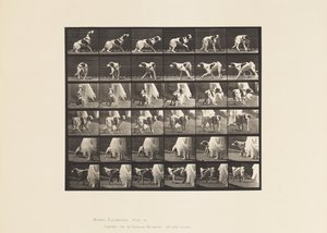 tábla 713. Kutya; Megfordulás stb.; Kate szetter alkotó: Eadweard Muybridge