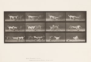 tábla 715. Kutyák; Három, Törülközőt rángat, Ike, Maggie stb. alkotó: Eadweard Muybridge