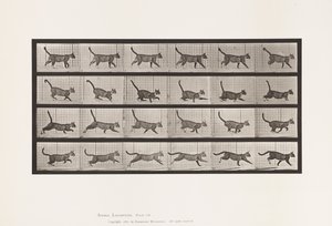 tábla 716. Cat; Gyaloglás, válts vágtára alkotó: Eadweard Muybridge