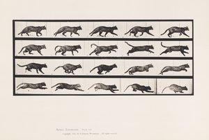 tábla 717. Cat; Ügető; Válts Vágtára alkotó: Eadweard Muybridge