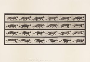 tábla 718. Cat; Ügető; Válts Vágtára alkotó: Eadweard Muybridge