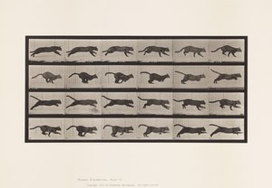 tábla 720. Cat; Galoppozó alkotó: Eadweard Muybridge
