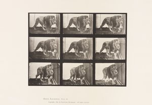 tábla 721. Oroszlán; Séta alkotó: Eadweard Muybridge