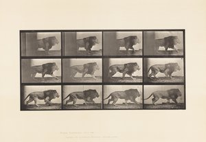 tábla 722. Oroszlán; Séta alkotó: Eadweard Muybridge