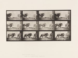 tábla 726. Oroszlán és Oroszlán; Séta alkotó: Eadweard Muybridge
