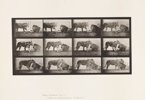 tábla 727. Oroszlán; Séta; Oroszlán; Lefekvés alkotó: Eadweard Muybridge