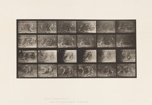 tábla 731. Jaquar; A, Séta; B, Megfordulás alkotó: Eadweard Muybridge