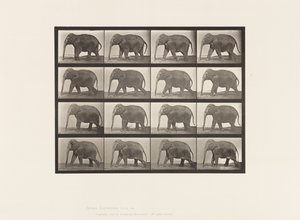 tábla 732. Elefánt; Séta alkotó: Eadweard Muybridge