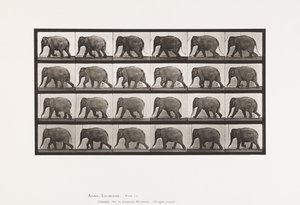 tábla 733. Elefánt; Séta alkotó: Eadweard Muybridge