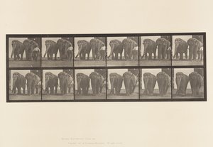tábla 734. Elefántok; Kettő, séta alkotó: Eadweard Muybridge