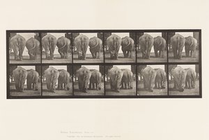 735. tábla. Elefántok; Kettő, séta alkotó: Eadweard Muybridge