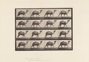 tábla 736. Egyiptomi teve; Racking alkotó: Eadweard Muybridge