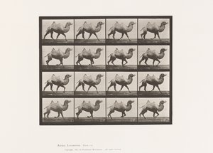 tábla 738. Baktriai teve; Racking alkotó: Eadweard Muybridge