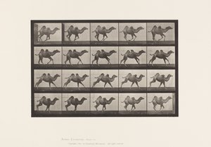 740. tábla Baktriai teve; (Fiatal), Vágtázó alkotó: Eadweard Muybridge
