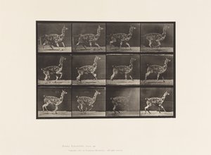 tábla 743. Guanaco; Galoppozó alkotó: Eadweard Muybridge